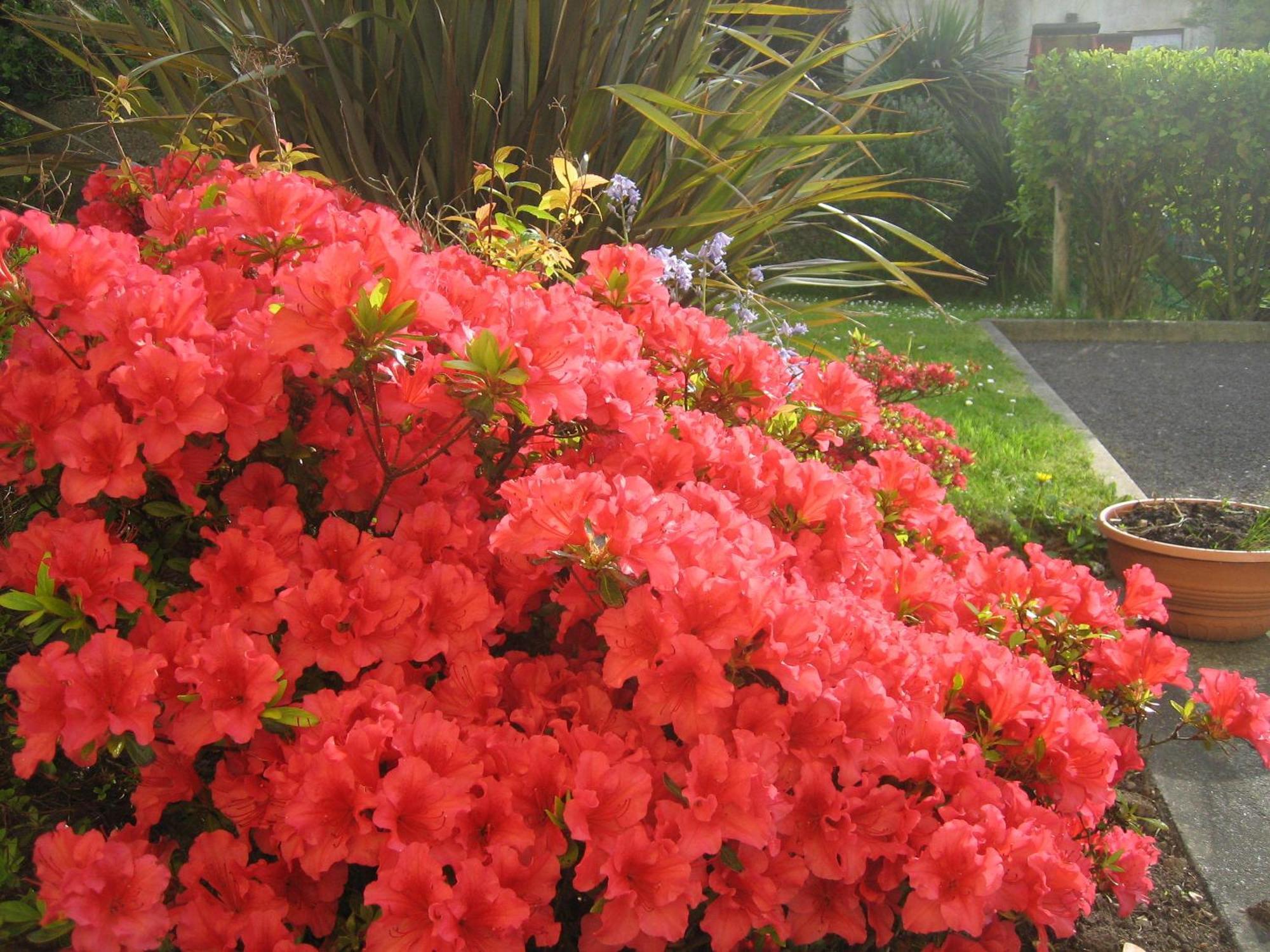 Liosderrig House B&B Glenbeigh Esterno foto